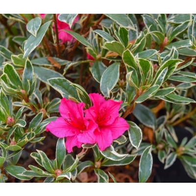 AZALIA JAPOŃSKA SILVER SHROUD